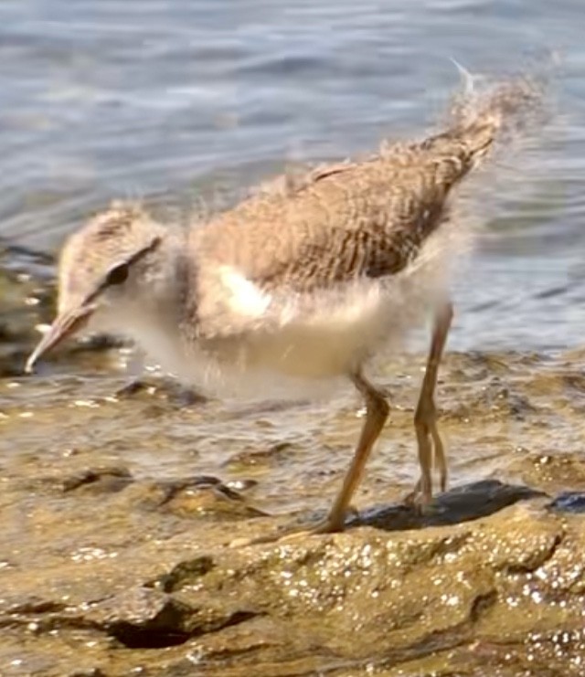 Spotted Sandpiper - ML621881372