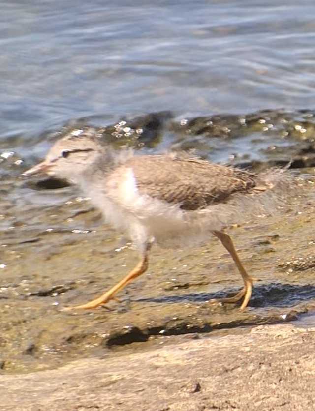 Spotted Sandpiper - ML621881373