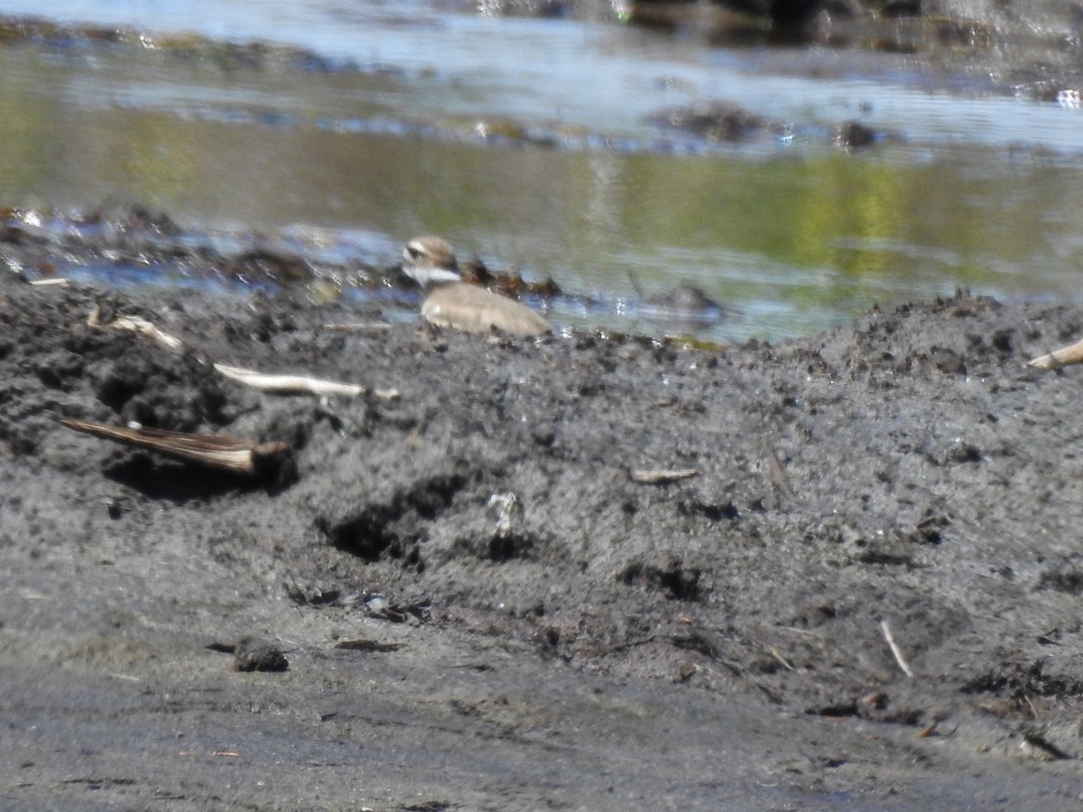 Semipalmated Plover - ML621881381