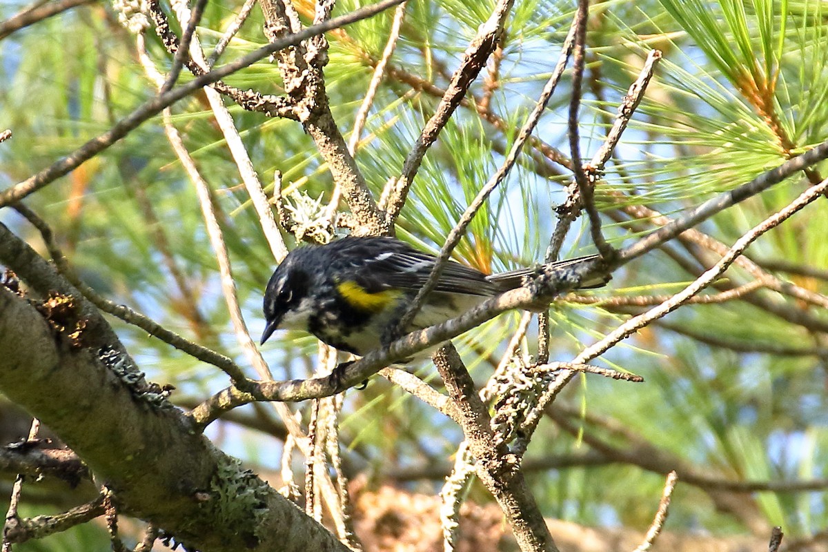 Yellow-rumped Warbler - ML621881382