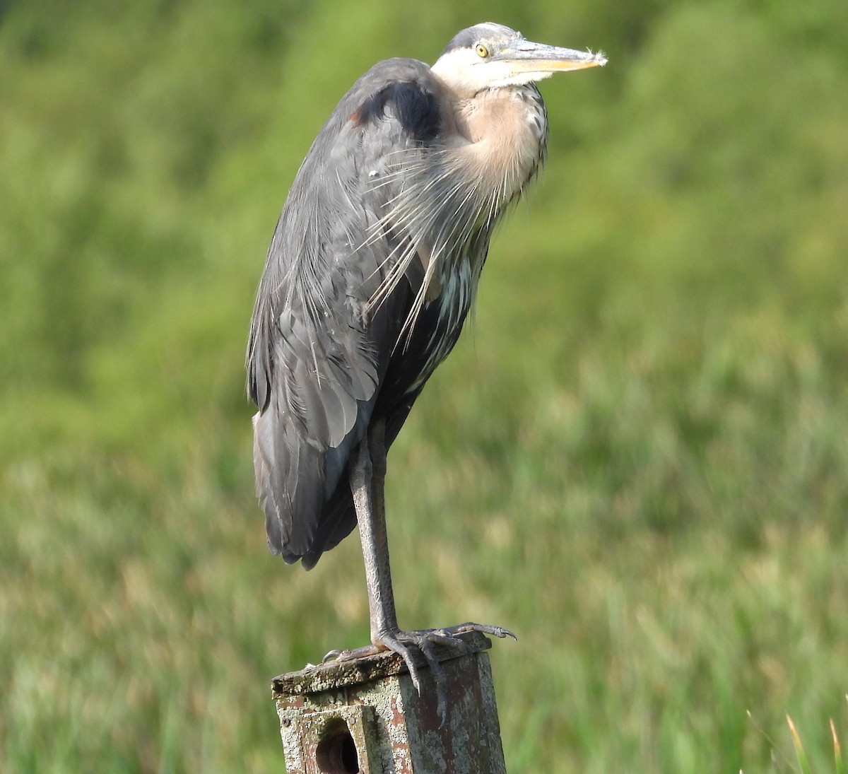 Garza Azulada - ML621881399