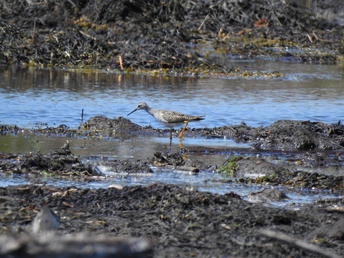 Lesser Yellowlegs - ML621881403