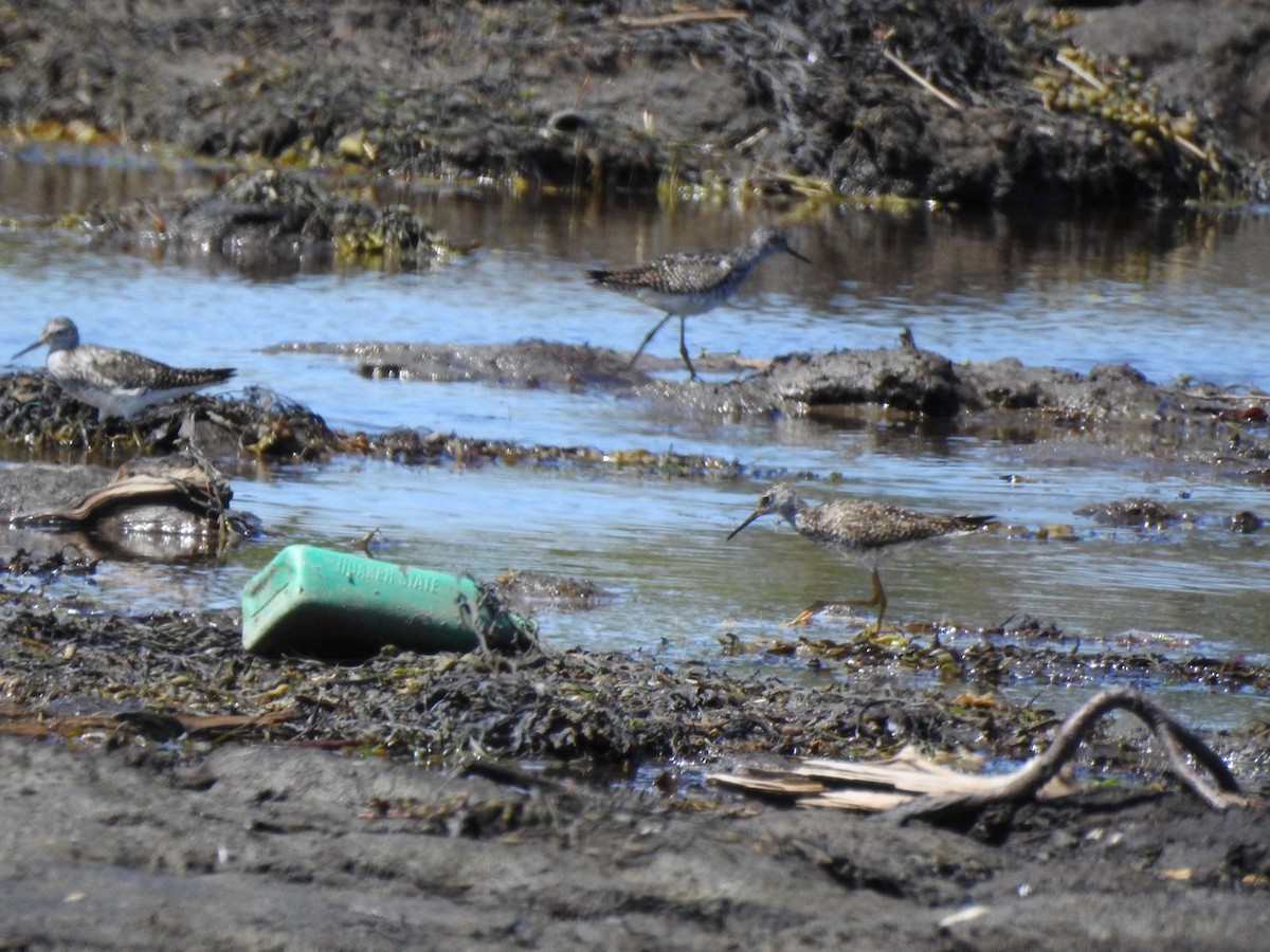 Lesser Yellowlegs - ML621881408