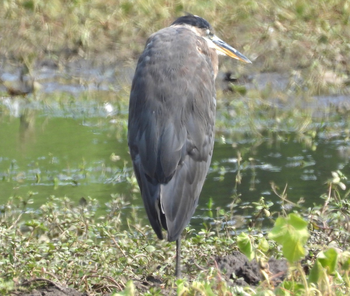 Garza Azulada - ML621881409