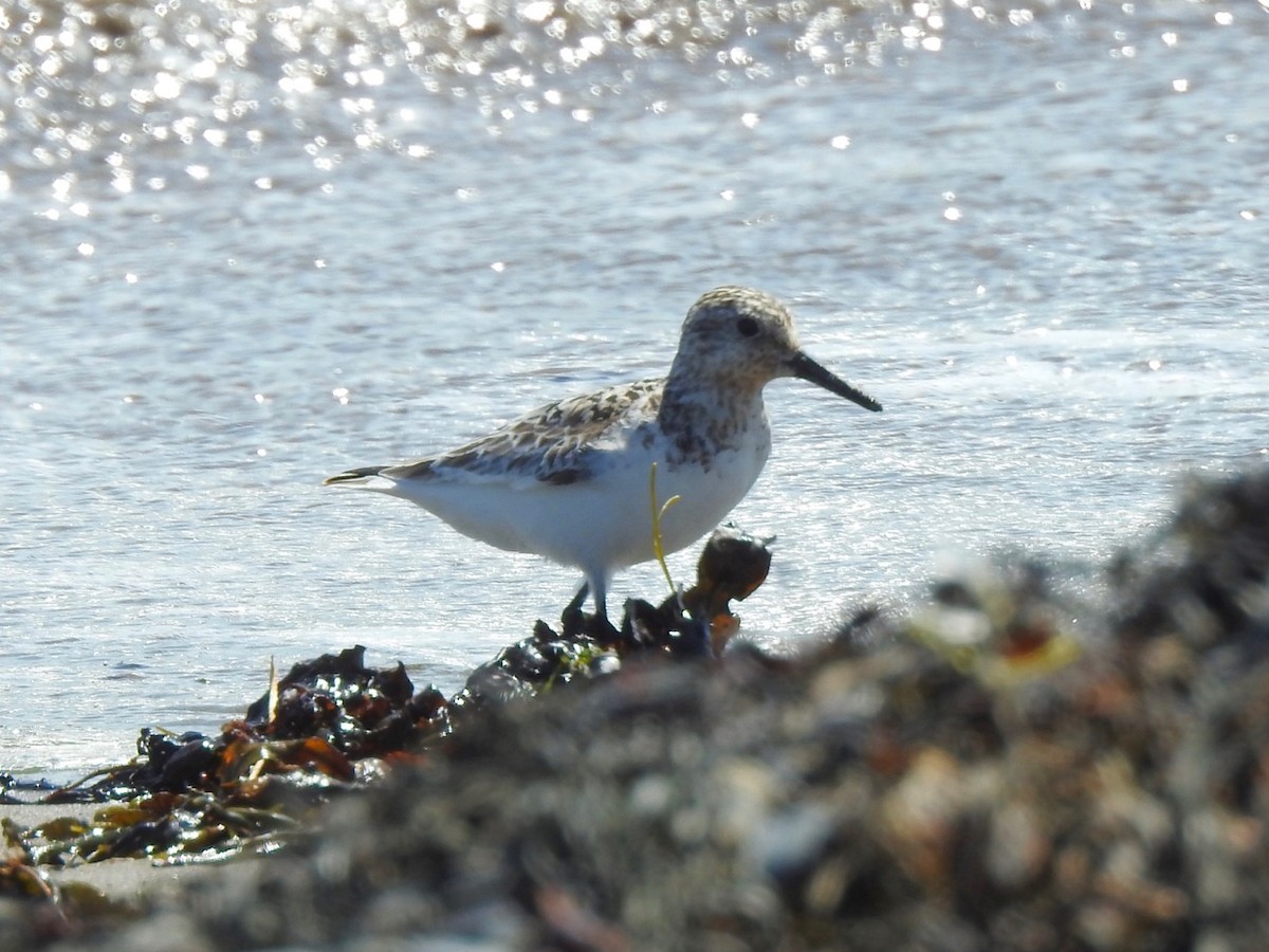 Bécasseau sanderling - ML621881414