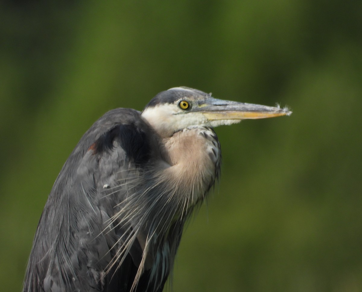 Garza Azulada - ML621881418