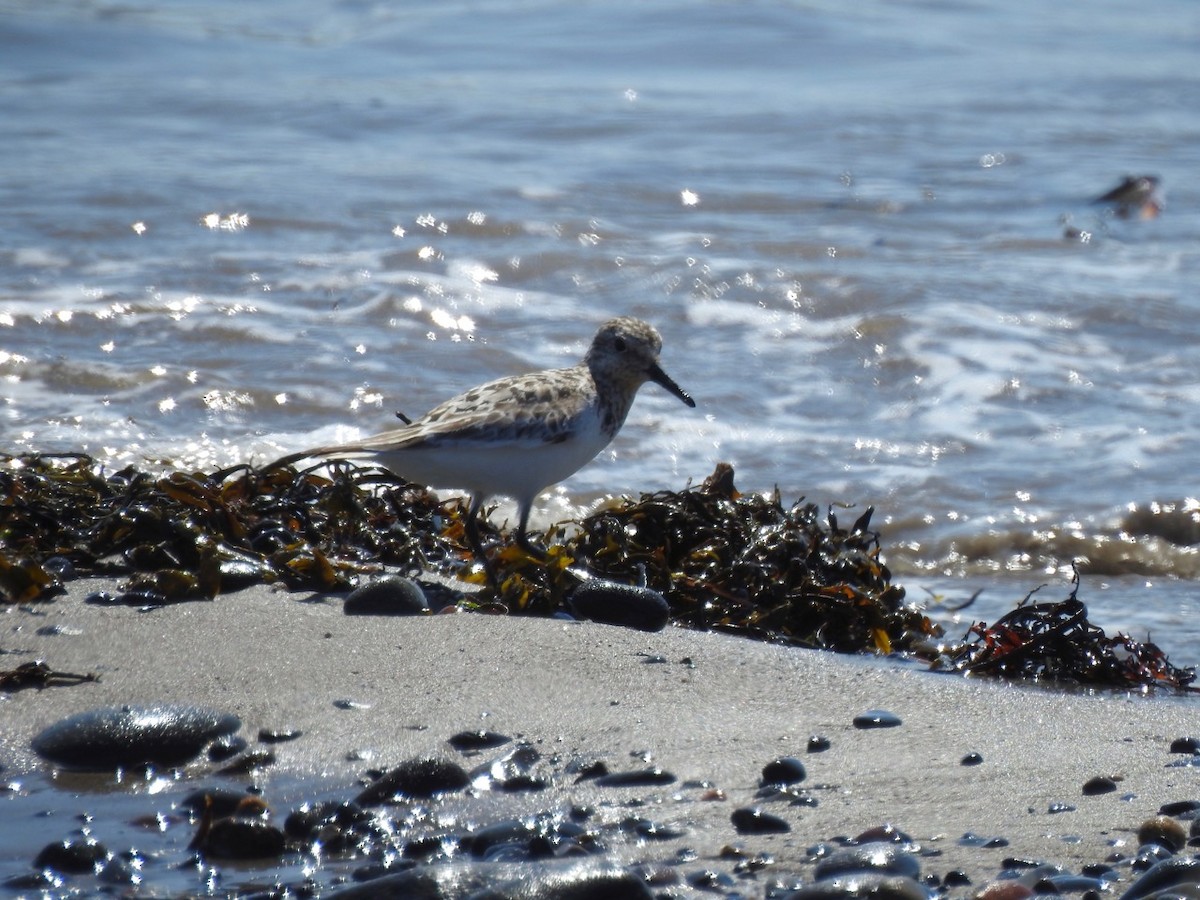 Bécasseau sanderling - ML621881419