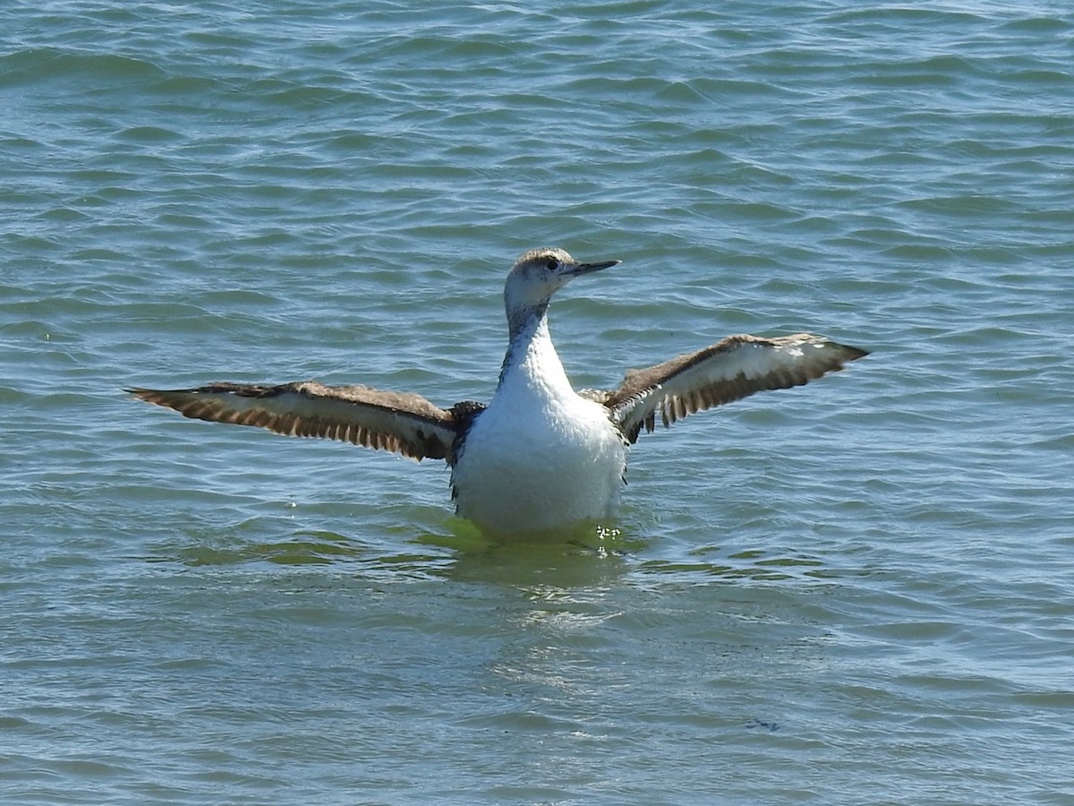 Red-throated Loon - ML621881421