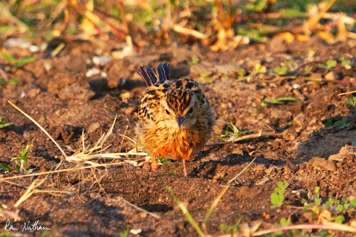 Rosy-throated Longclaw - ML621881436