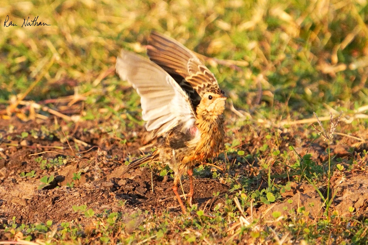 Rosy-throated Longclaw - ML621881438