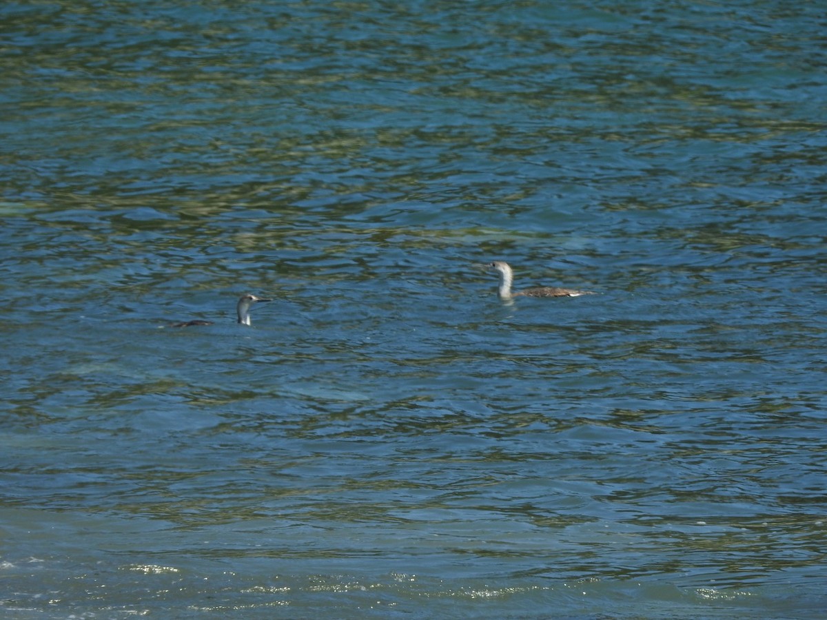 Common Loon - ML621881440