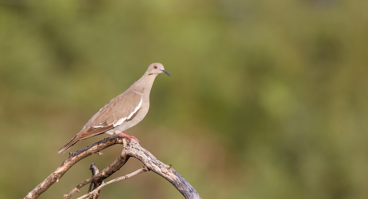 White-winged Dove - ML621881472