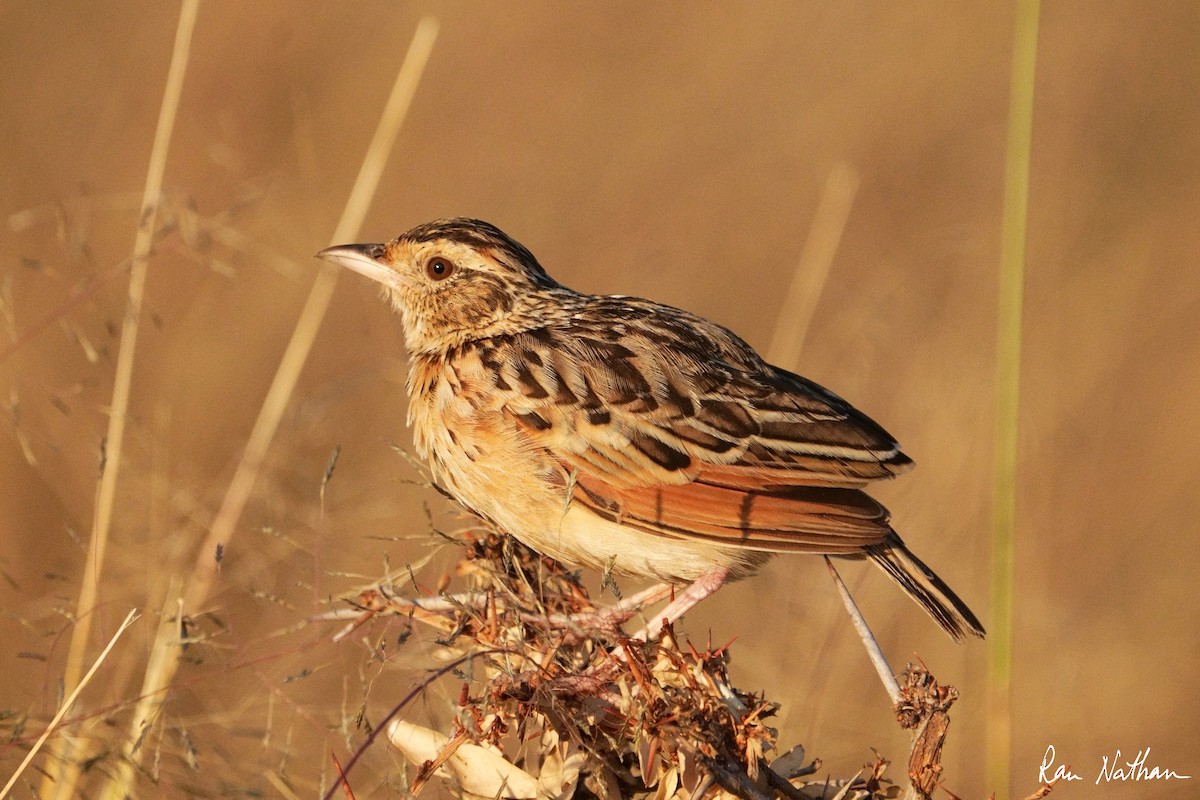 Rufous-naped Lark - Ran Nathan