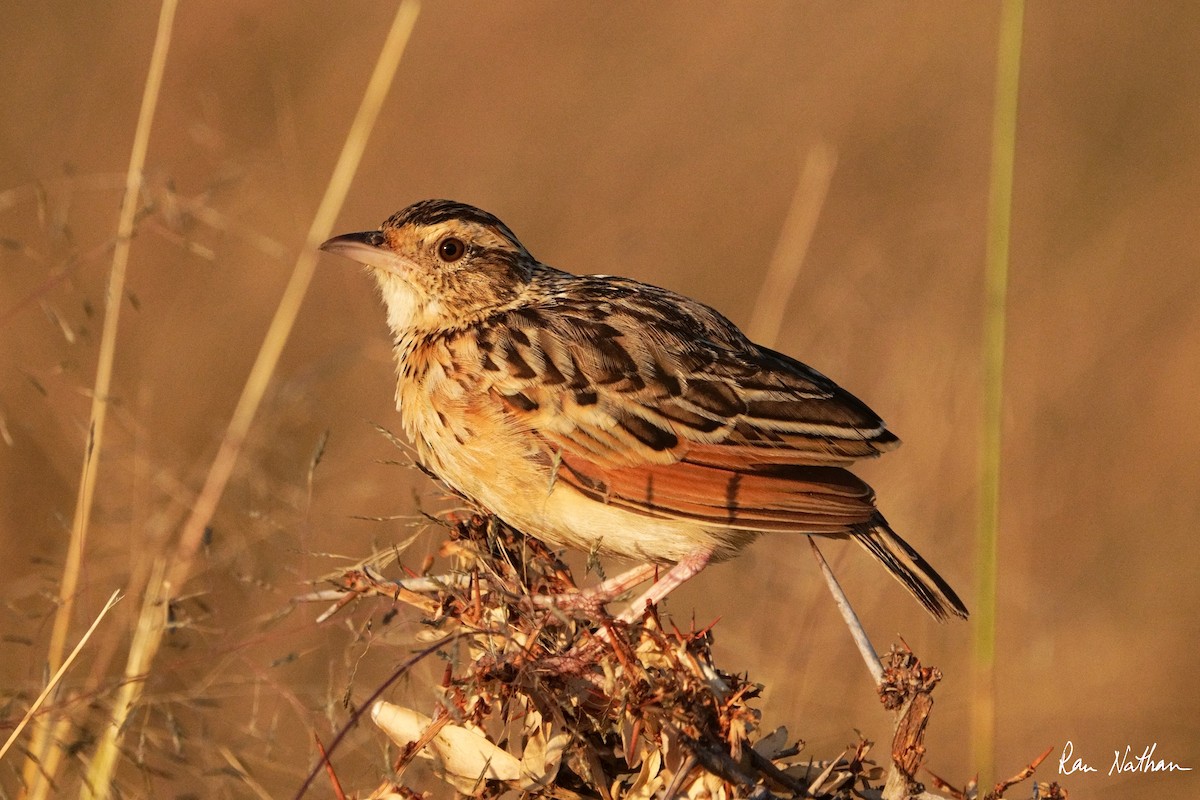 Rufous-naped Lark - ML621881488