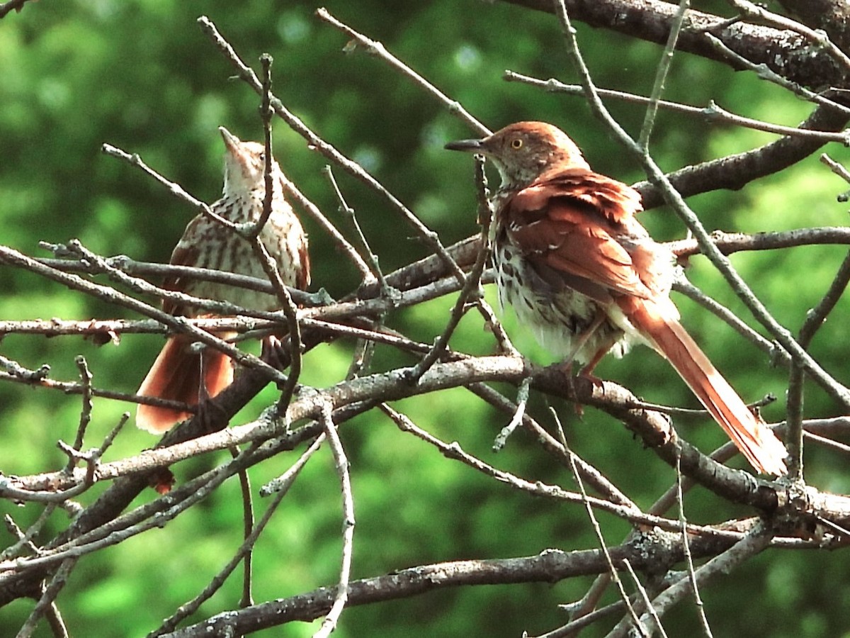 Brown Thrasher - ML621881498