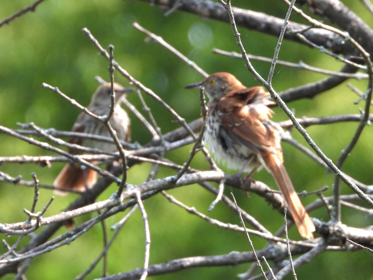 Brown Thrasher - ML621881511