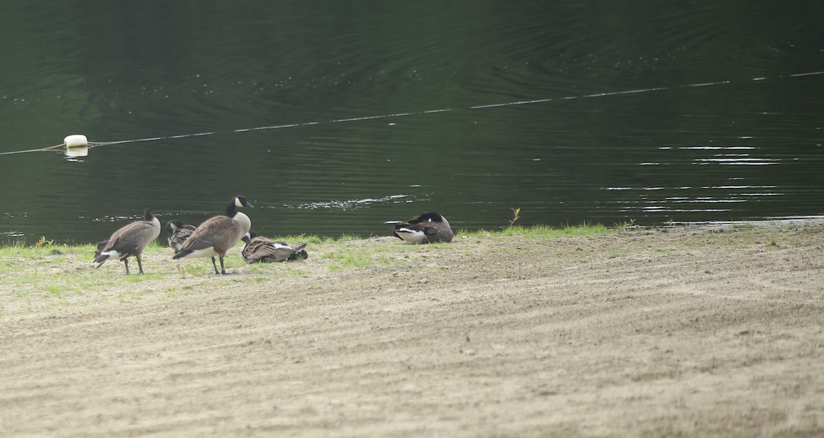 Canada Goose - ML621881512