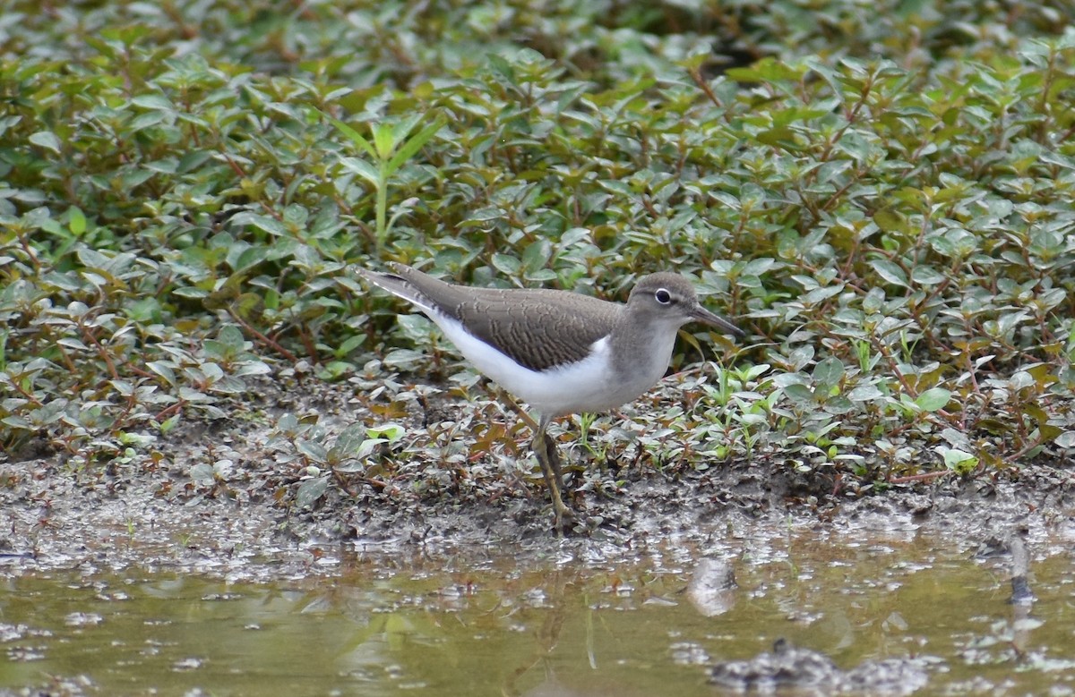 Spotted Sandpiper - ML621881516