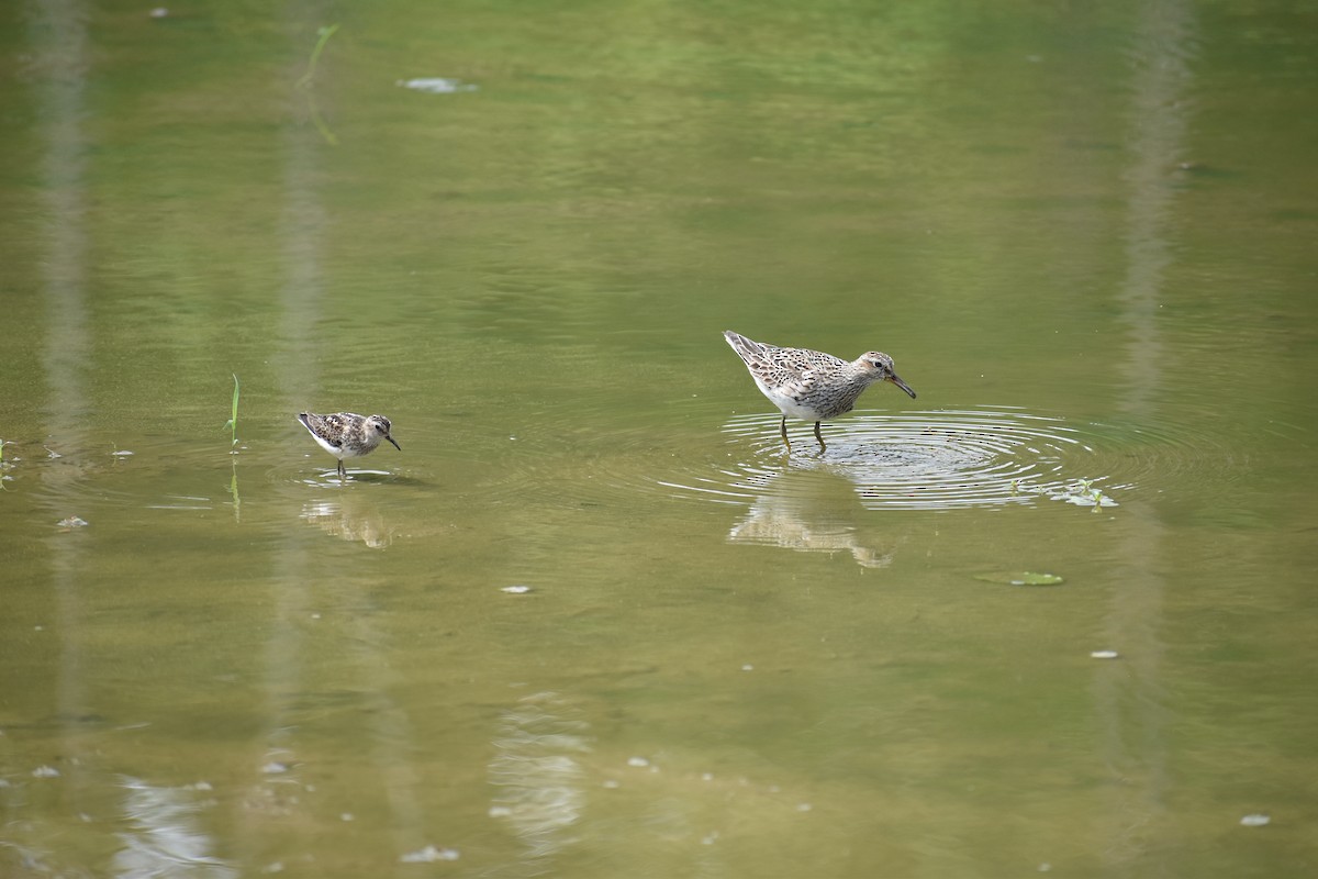 Least Sandpiper - ML621881520