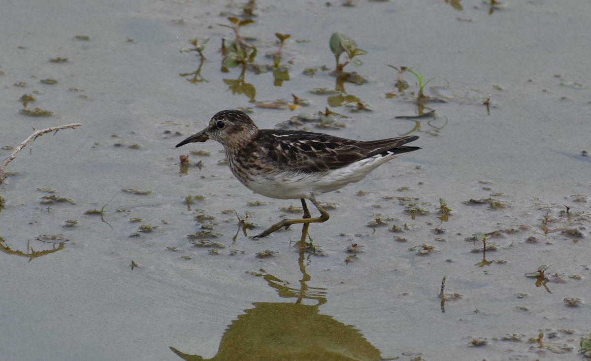 Least Sandpiper - ML621881544