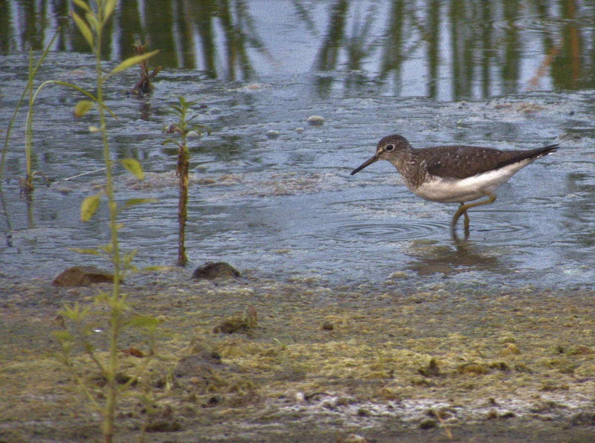 Solitary Sandpiper - ML621881579