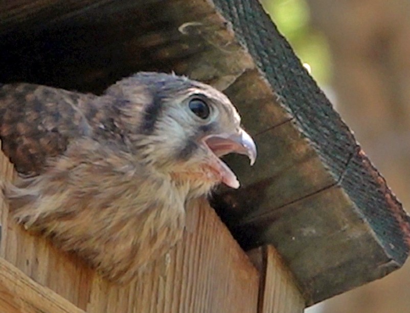 American Kestrel - ML621881588