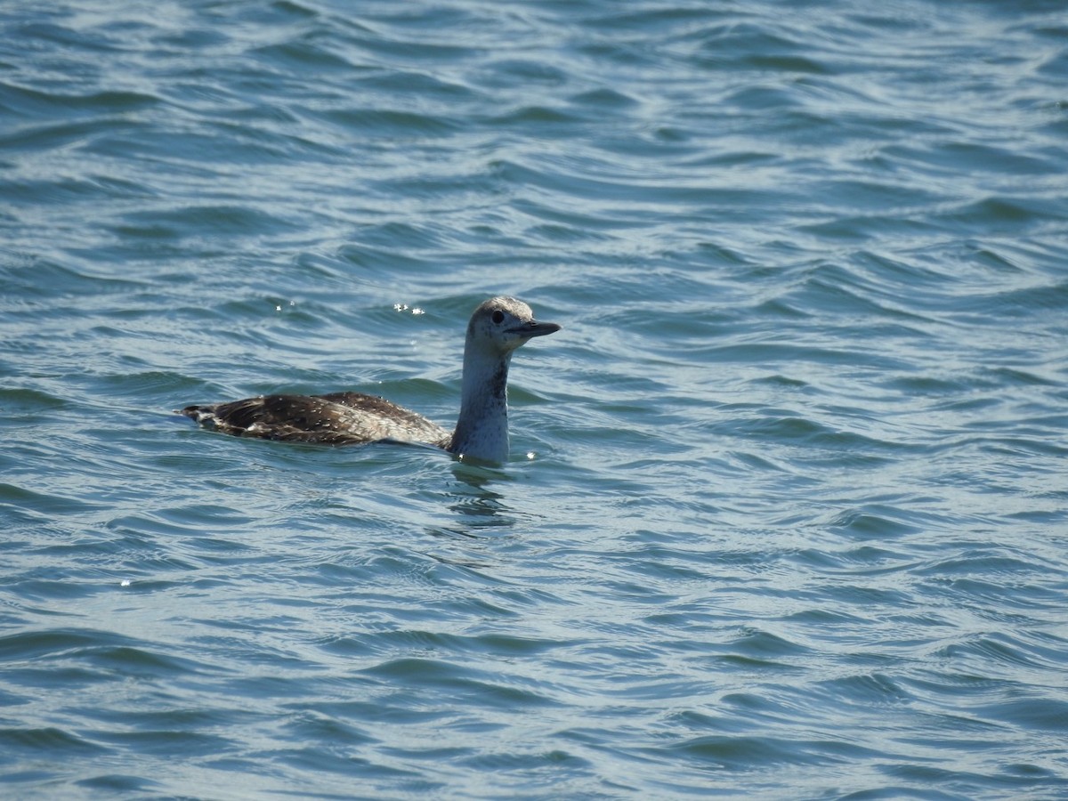 Red-throated Loon - ML621881598