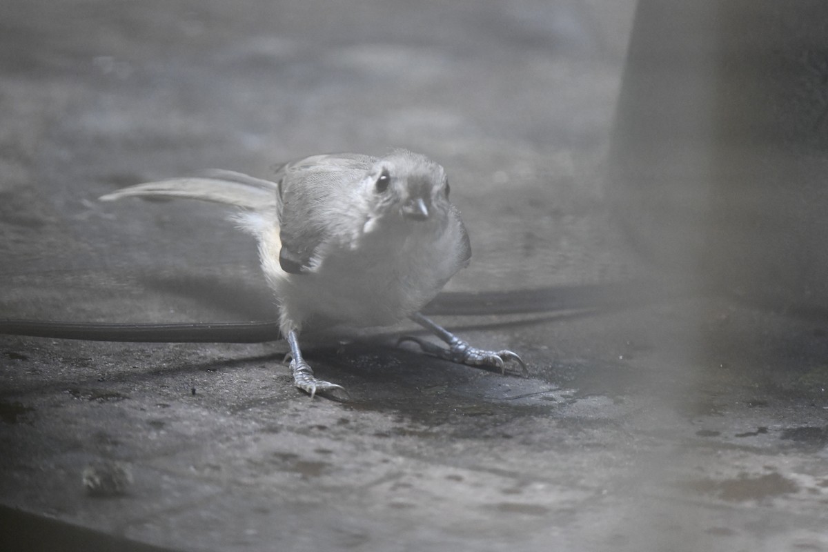 Tufted Titmouse - ML621881650