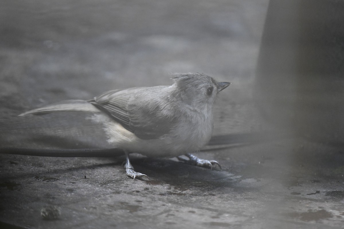 Tufted Titmouse - ML621881655