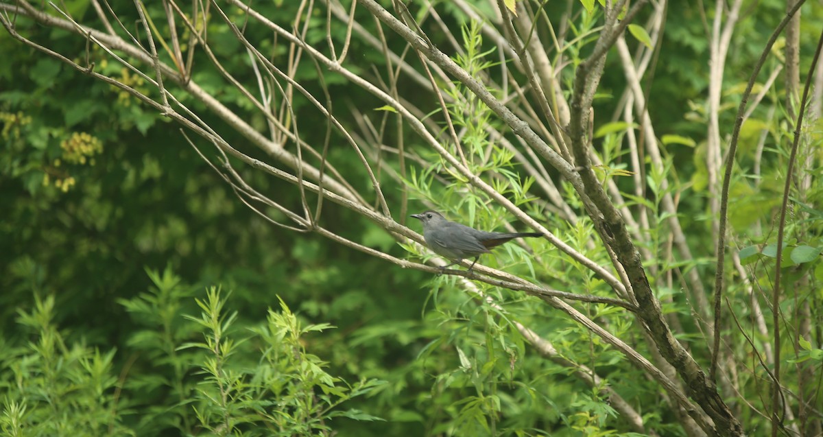 Gray Catbird - ML621881660