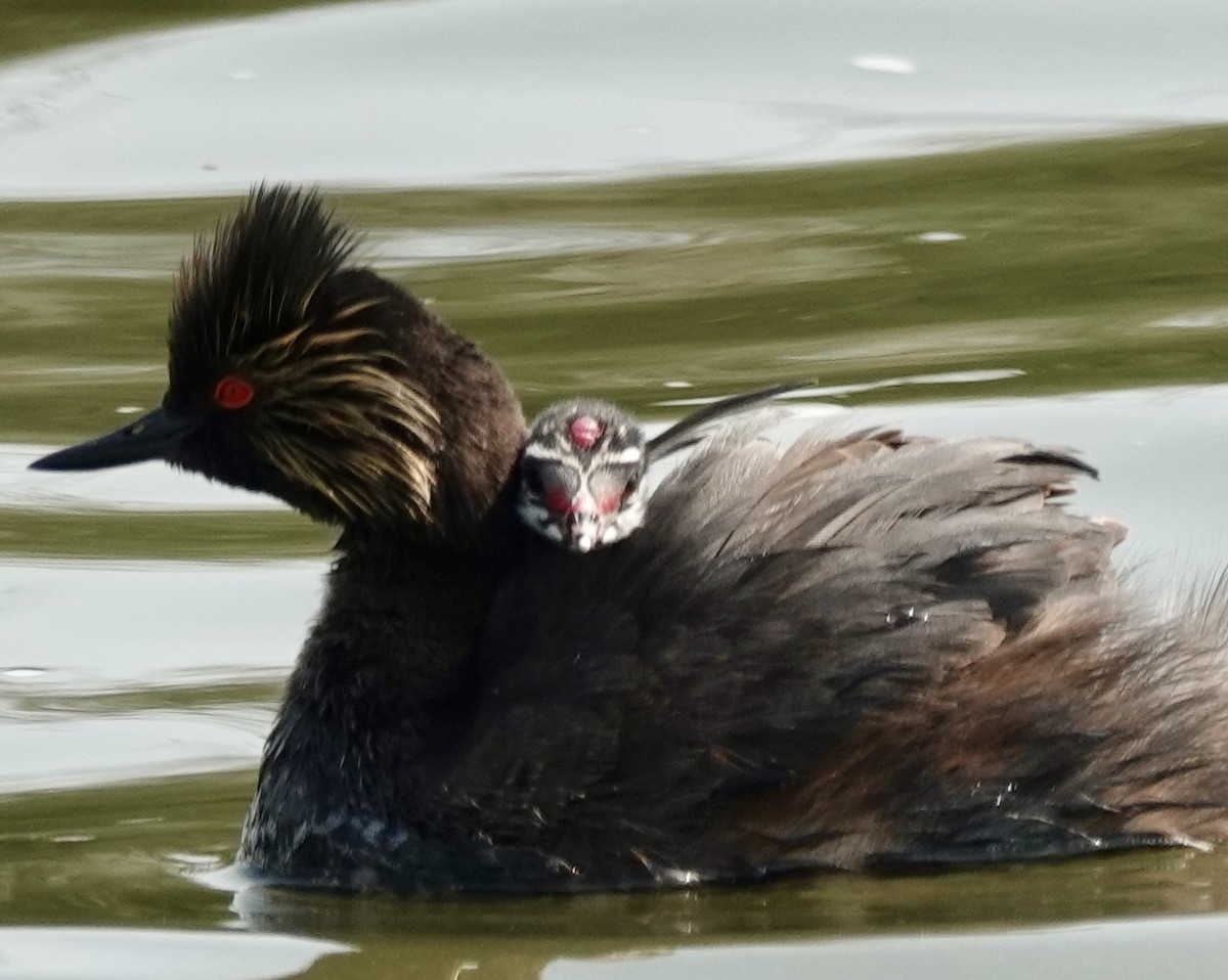 Eared Grebe - ML621881661