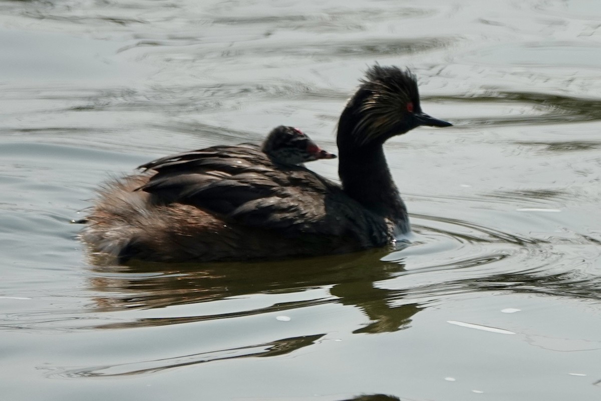 Eared Grebe - ML621881662