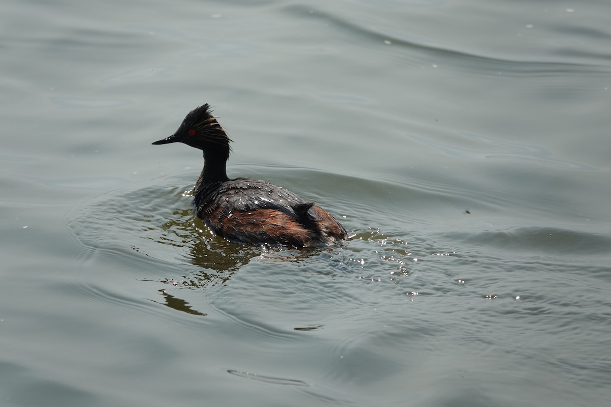 Eared Grebe - ML621881663