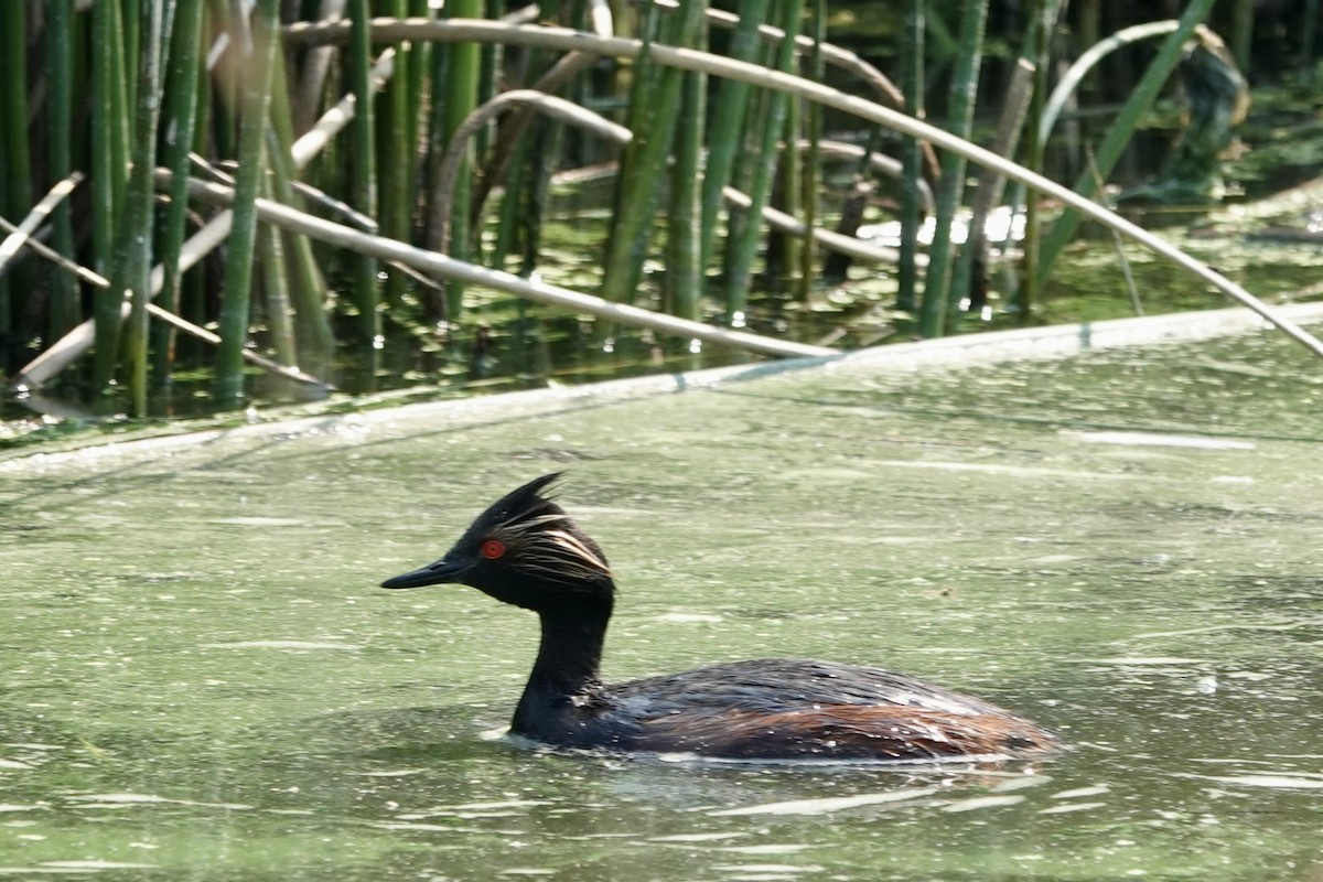 Eared Grebe - ML621881664