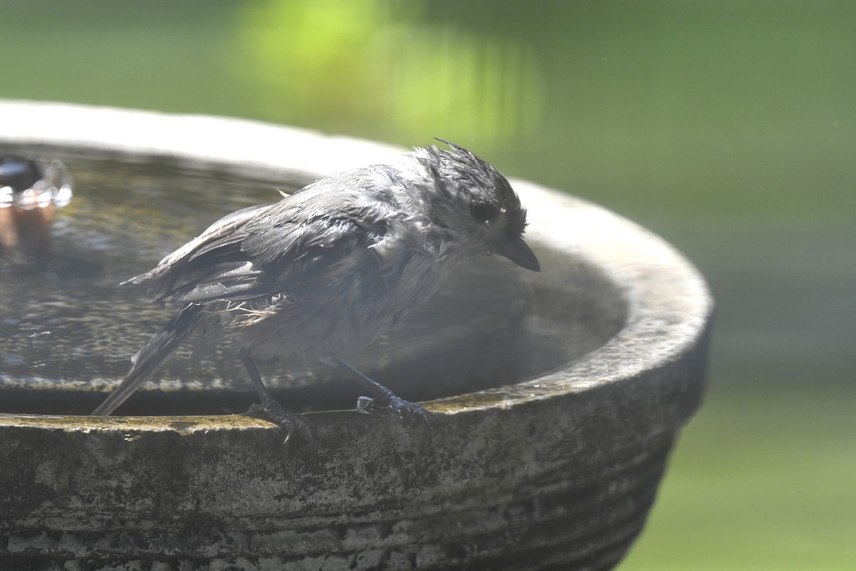 Tufted Titmouse - ML621881667