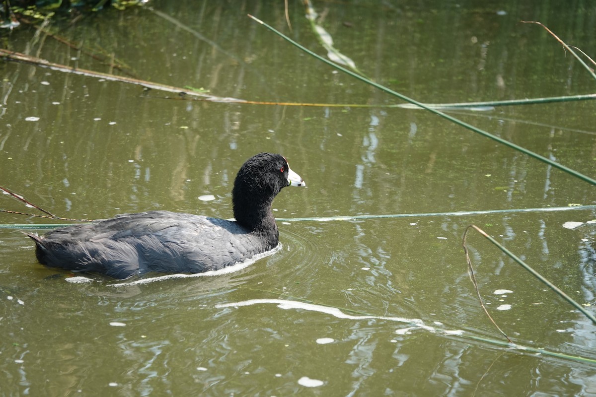 American Coot - ML621881669