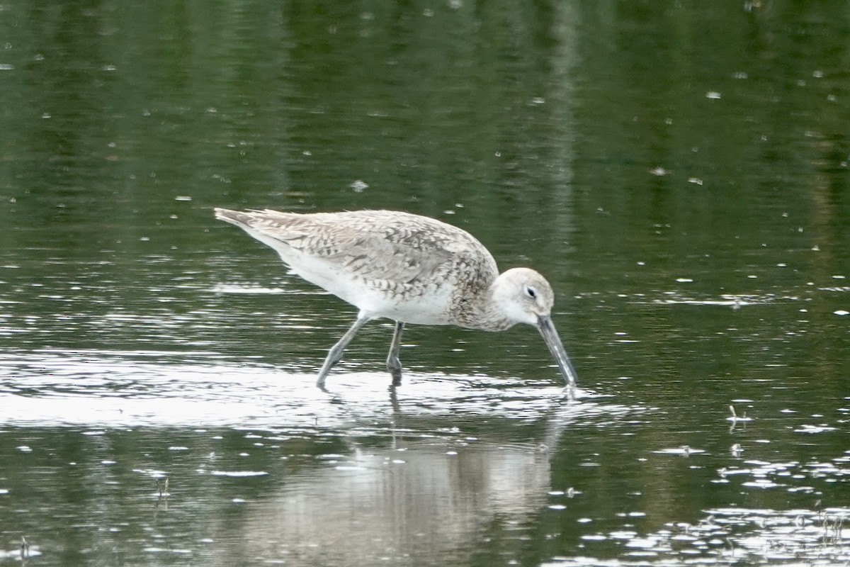 Willet - ML621881677