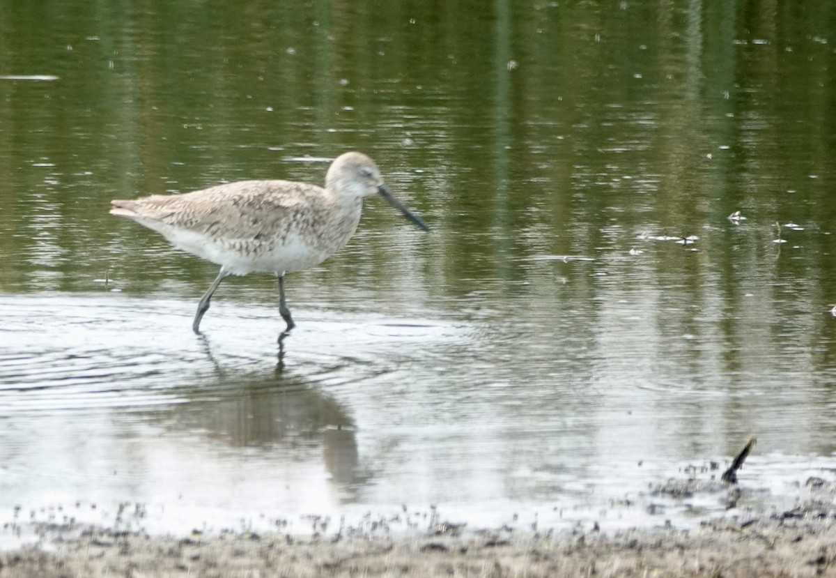 Willet - ML621881678