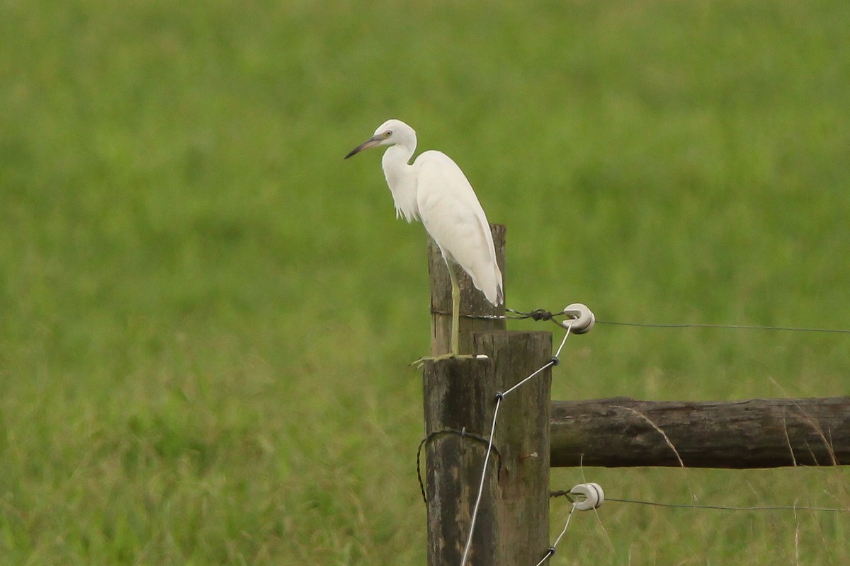 Little Blue Heron - Richard  Lechleitner