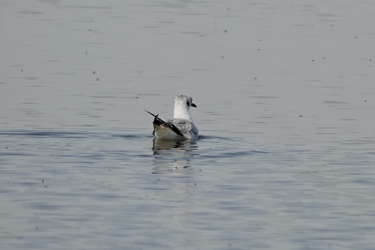 Bonaparte's Gull - ML621881688