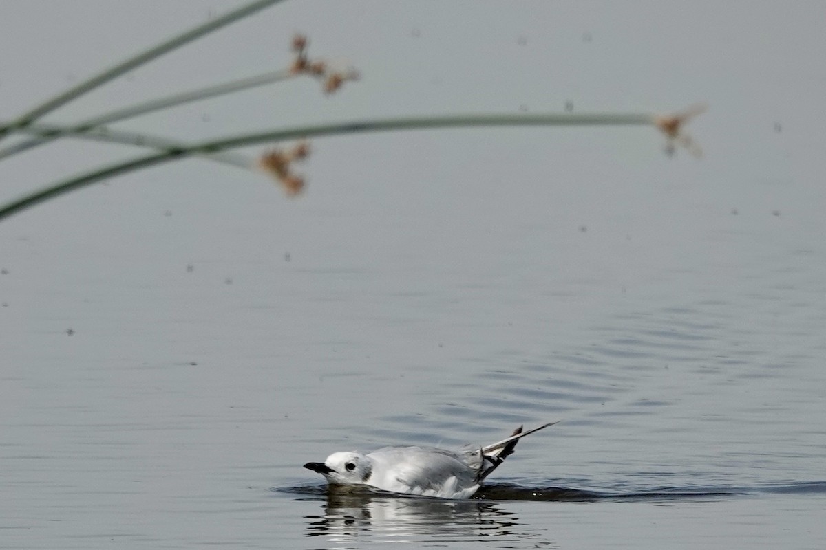 Bonaparte's Gull - ML621881689