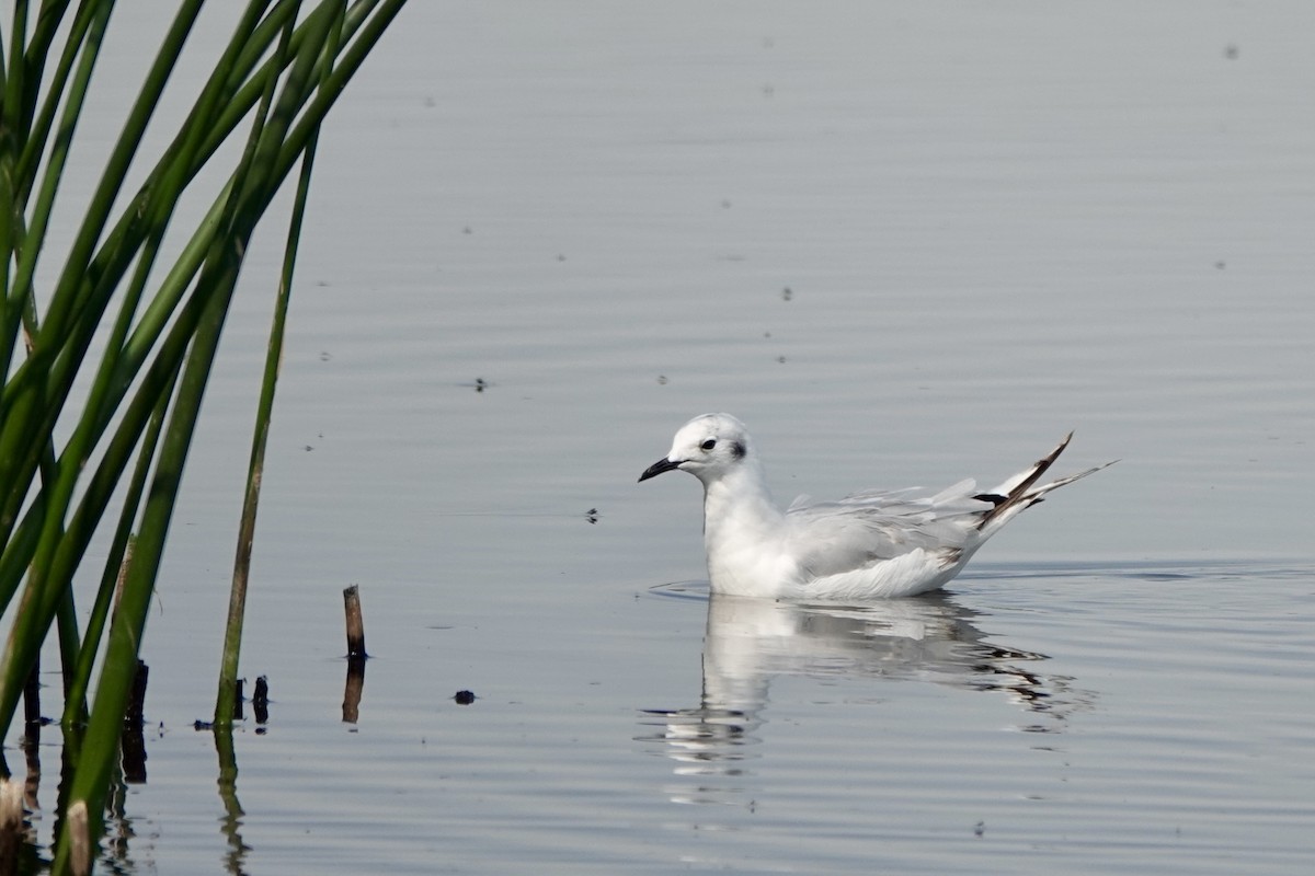 Bonaparte's Gull - ML621881690