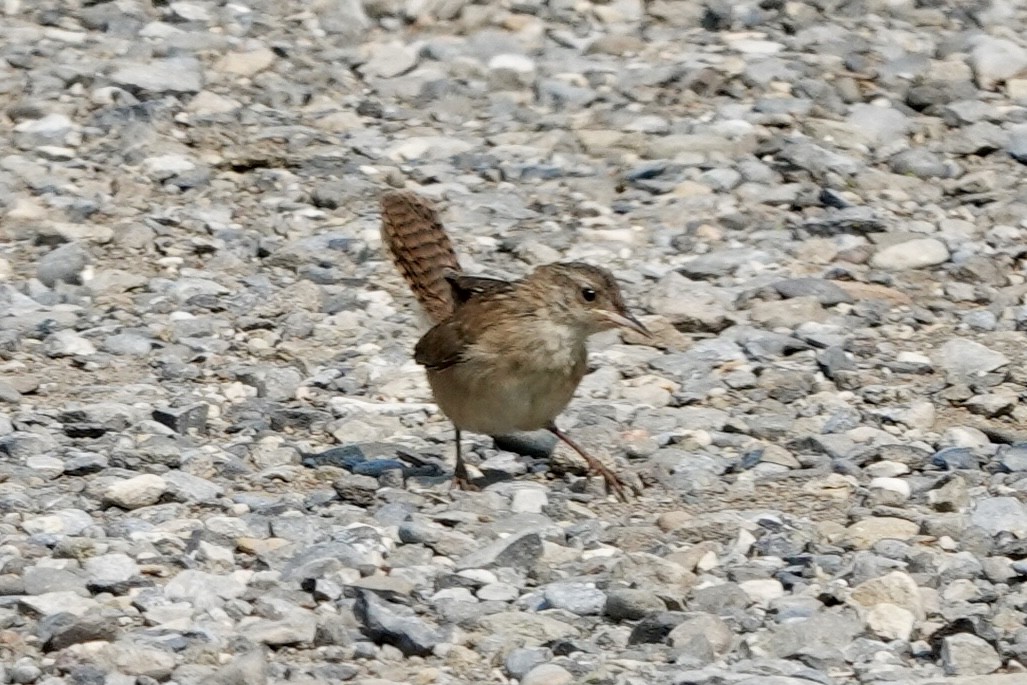 Marsh Wren - ML621881727