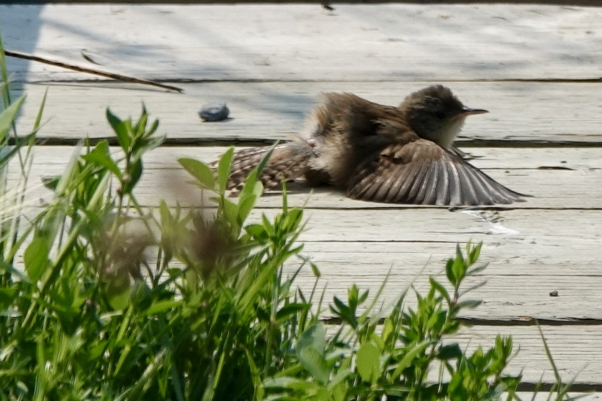 Marsh Wren - ML621881728