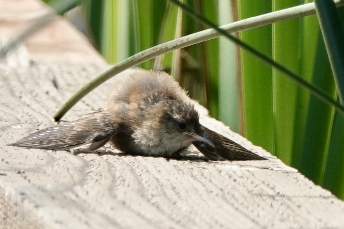 Marsh Wren - ML621881729