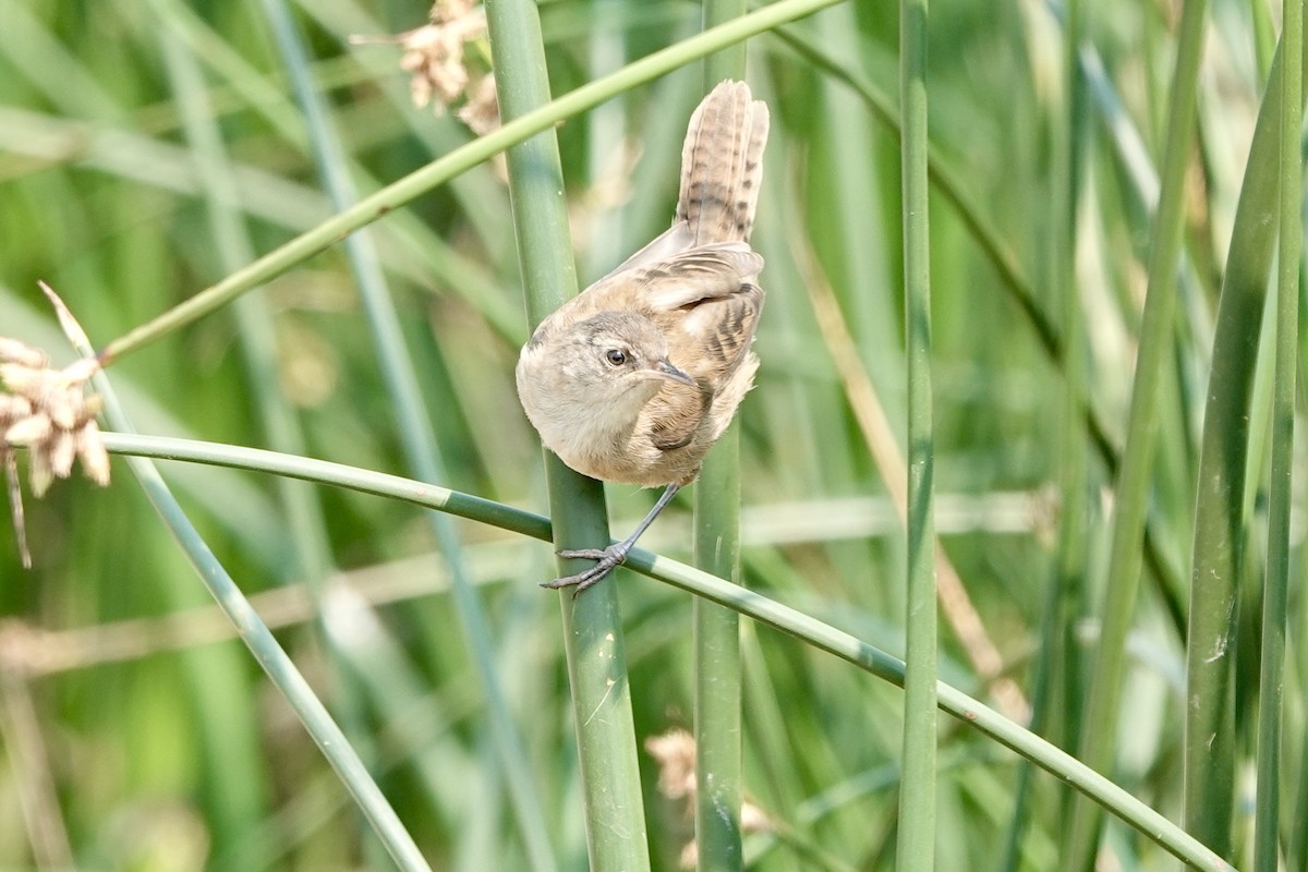 Marsh Wren - ML621881730