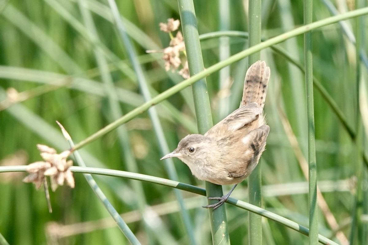 Marsh Wren - ML621881731