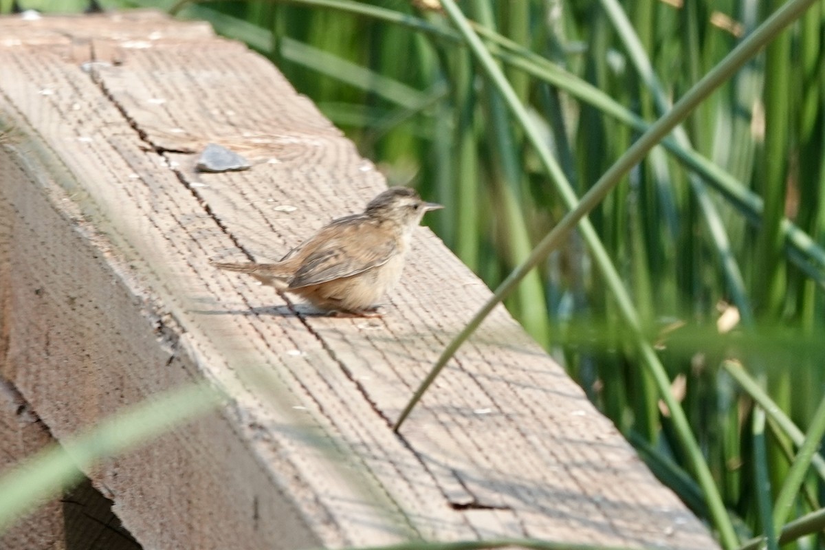 Marsh Wren - ML621881732