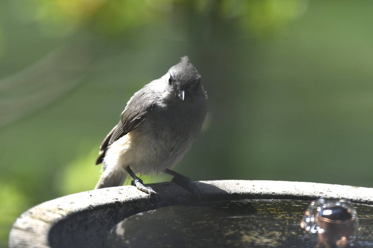 Tufted Titmouse - ML621881736