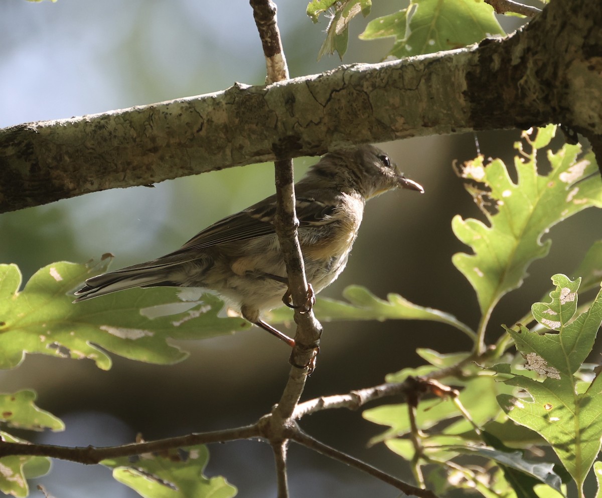 Pine Warbler - ML621881755